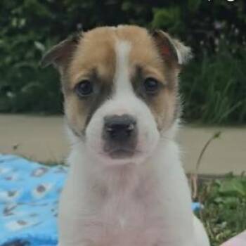 Australian Cattle Dog Blue Heeler and Shepherd Dogs Available for Adoption in Riverside, Iowa - Clover | PetCurious