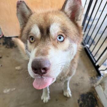 Waldo -  Husky Dog for Adoption in Clarksdale, Mississippi - Waldo | PetCurious