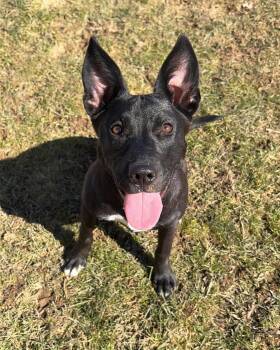 Shepherd and Cattle Dog Dogs Available for Adoption - Ruthie | PetCurious