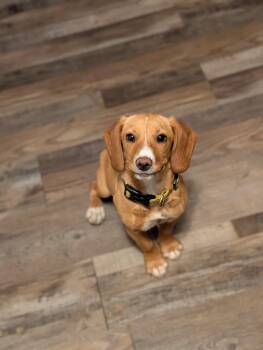 Beagle Dogs Available for Adoption in Bloomingdale, Georgia - Marigold | PetCurious