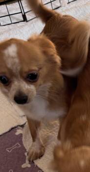 Rescue Chihuahua Dogs for Adoption in Glenwood City, Wisconsin - Nolan | PetCurious