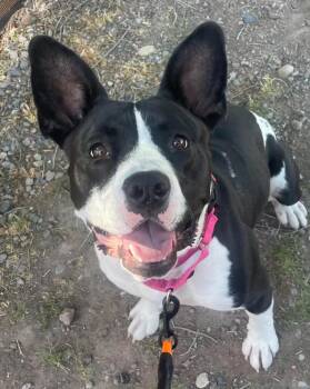 Marcela --Courtesy Post. Out of town pet. See below for details- -  Pit Bull Terrier Dog for Adoption in Eagle, Idaho - Marcela --Courtesy Post. Out Of Town Pet. See Below For Details- | PetCurious