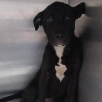 Schnauzer and Labrador Retriever Dogs Available for Adoption in Hattiesburg, Mississippi - Piece Of Pie | PetCurious