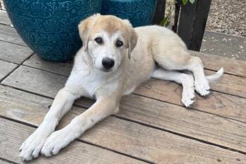 26Shania -  Anatolian Shepherd and Great Pyrenees Dog for Adoption in Shingle Springs, California - 26Shania | PetCurious