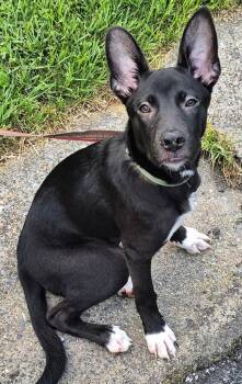 Hanna -  Shepherd and Labrador Retriever Dog for Adoption in Mechanicsburg, Pennsylvania - Hanna | PetCurious