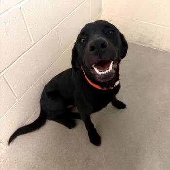 Gizmo -  Black Labrador Retriever Dog for Adoption in Buellton, California - Gizmo | PetCurious