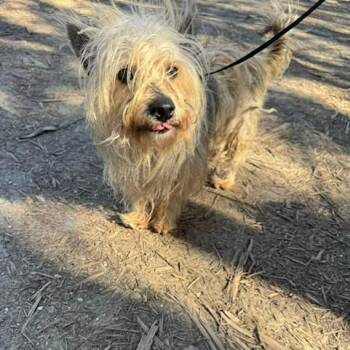 Yorkshire Terrier Dogs Available for Adoption - Louie | PetCurious