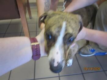 Pit Bull Terrier and Whippet Dogs Available for Adoption in Ocala, Florida - POOKIE | PetCurious