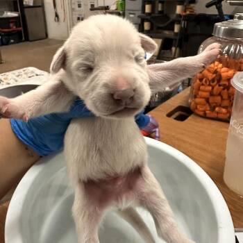 Shepherd and Mixed Breed Dogs Available for Adoption - Shelton | PetCurious