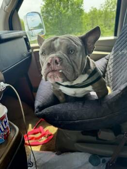French Bulldog and English Bulldog Dogs Available for Adoption in New London, Wisconsin - Towboat | PetCurious