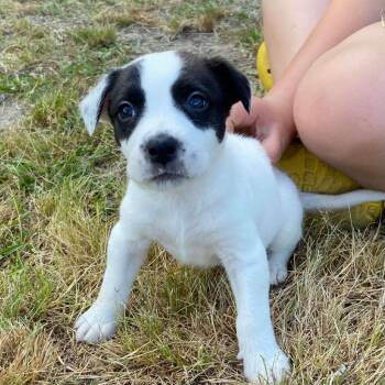 Pointer and Mixed Breed Dogs Available for Adoption in Clinton, South Carolina - Imani | PetCurious