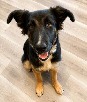 Xander -  German Shepherd Dog Dog for Adoption in Seattle, Washington - Xander | PetCurious
