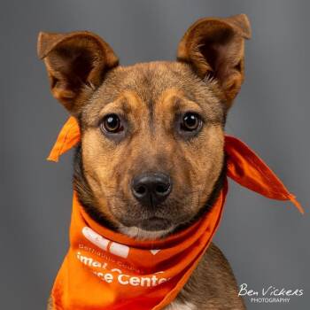 Rescue German Shepherd Dog and Mixed Breed Dogs for Adoption in Albuquerque, New Mexico - THUMPER | PetCurious
