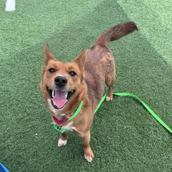 Cattle Dog Dogs Available for Adoption in Batavia, Ohio - Foxy | PetCurious