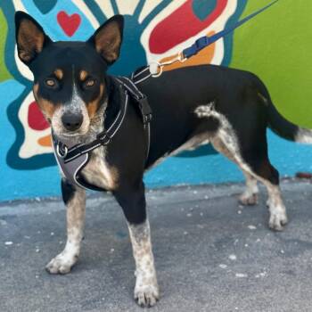 Buffalo -  Australian Cattle Dog Blue Heeler and Terrier Dog for Adoption in Fort Lauderdale, Florida - Buffalo | PetCurious