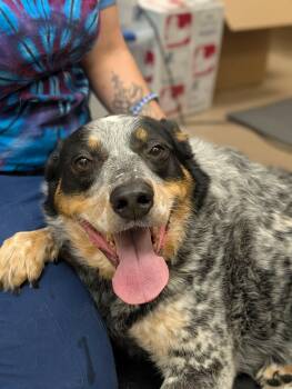 Australian Cattle Dog Blue Heeler Dogs Available for Adoption - Simon | PetCurious