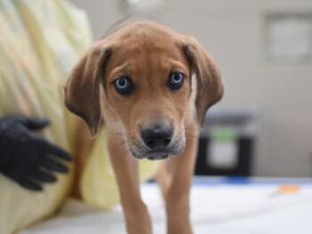 Dyson -  Labrador Retriever and Hound Dog for Adoption in Portland, Oregon - Dyson | PetCurious