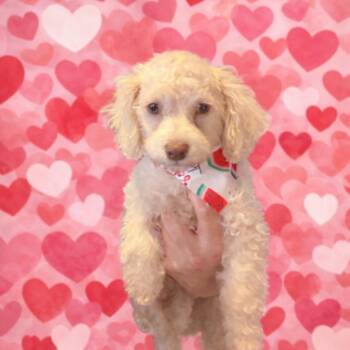 Fiesty -  Maltese and Standard Poodle Dog for Adoption in Smithfield, North Carolina - Fiesty | PetCurious