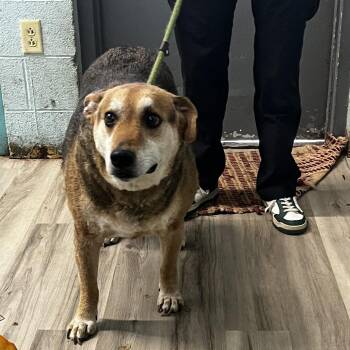 Rozko -  German Shepherd Dog and Mixed Breed Dog for Adoption in St. Louis, Missouri - Rozko | PetCurious