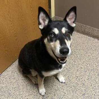 Strawberry -  Shepherd and Mixed Breed Dog for Adoption in Merriam, Kansas - Strawberry | PetCurious