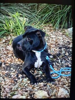 CHRIS -  Boxer and Labrador Retriever Dog for Adoption in San Antonio, Texas - CHRIS | PetCurious