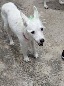 Terrier Dogs Available for Adoption - Conniption | PetCurious