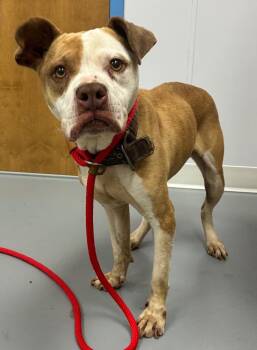 Affenpinscher Dogs Available for Adoption in Hartsville, South Carolina - Topple | PetCurious