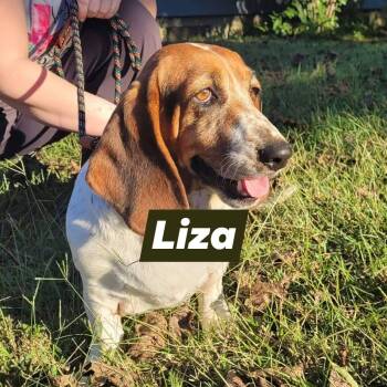 Liza (Bonded with Leroy) -  Basset Hound Dog for Adoption in Farragut, Tennessee - Liza (Bonded With Leroy) | PetCurious