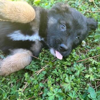 German Shepherd Dog and Labrador Retriever Dogs Available for Adoption in Fayetteville, Georgia - Stella | PetCurious