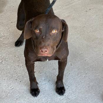 Harris -  Chocolate Labrador Retriever Dog for Adoption in East St. Louis, Illinois - Harris | PetCurious