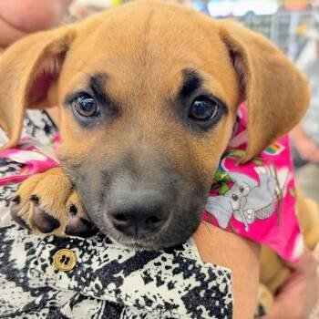 Mixed Breed Dogs Available for Adoption - Blueberry | PetCurious