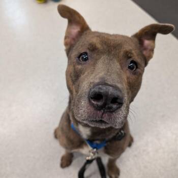 Pilot -  Mixed Breed Dog for Adoption in Wheeling, Illinois - Pilot | PetCurious