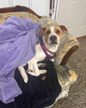 Mama Georgia -  Coonhound Dog for Adoption in Grand Haven, Michigan - Mama Georgia | PetCurious
