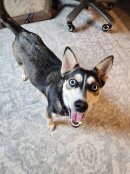 Klee Kai Dogs Available for Adoption - Lailah | PetCurious