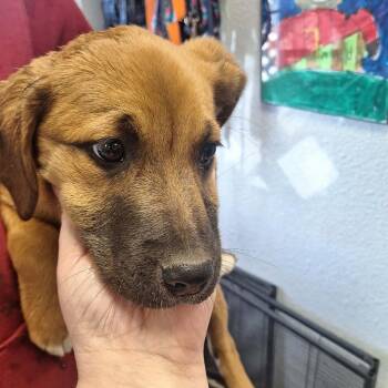 Black Mouth Cur and Bloodhound Dogs Available for Adoption - Teagan | PetCurious