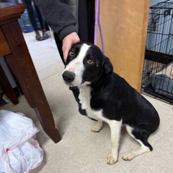 Rescue Border Collie Dogs for Adoption in Franklin, North Carolina - Hank | PetCurious
