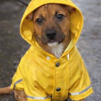 German Shepherd Dog and Mixed Breed Dogs Available for Adoption - Gabe | PetCurious