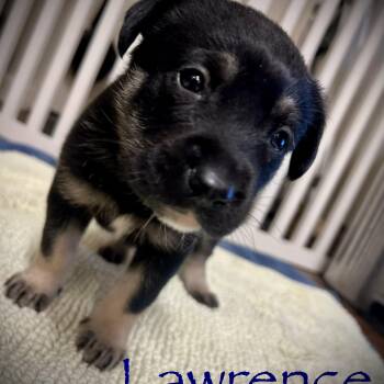 Lawrence -  German Shepherd Dog Dog for Adoption in Brentwood, Tennessee - Lawrence | PetCurious