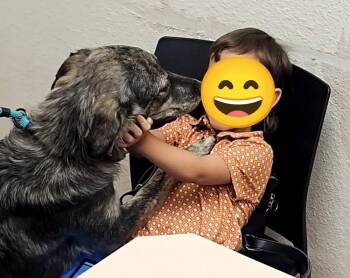 Shelly -  Australian Shepherd Dog for Adoption in Wolcott, Connecticut - Shelly | PetCurious