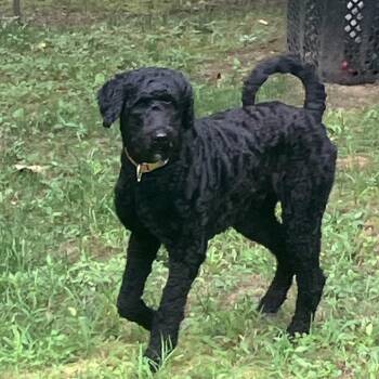 Batman -  Standard Poodle and Black Labrador Retriever Dog for Adoption in Little Rock, Arkansas - Batman | PetCurious