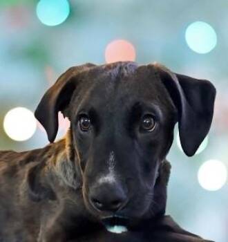 Mixed Breed Dogs Available for Adoption in Schaumburg, Illinois - Scooby | PetCurious