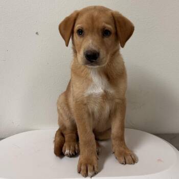 Shepherd and Husky Dogs Available for Adoption in Edinburg, Texas - Alejandro | PetCurious