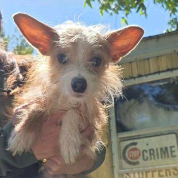 Preston -  Yorkshire Terrier and Mixed Breed Dog Available for Adoption in Baton Rouge, Louisiana - Preston | PetCurious