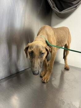 Spirit -  Doberman Pinscher and Mixed Breed Dog for Adoption in Fresno, California - Spirit | PetCurious