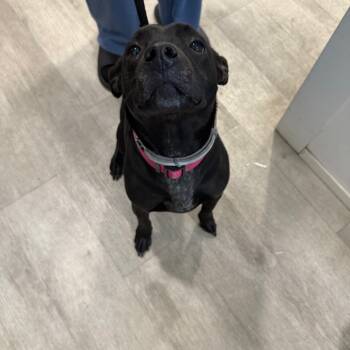 Rescue Pointer Dogs for Adoption in Waldorf, Maryland - Duchess | PetCurious