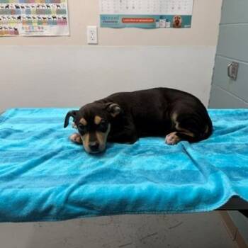 Pit Bull Terrier and Mixed Breed Dogs Available for Adoption in Kansas City, Missouri - Bear | PetCurious