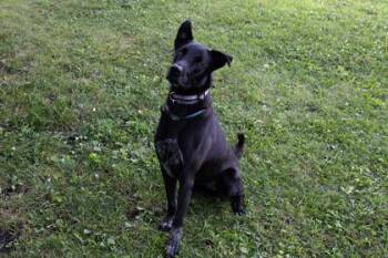 Ruger -  Cattle Dog and Labrador Retriever Dog for Adoption in Kansas City, Missouri - Ruger | PetCurious