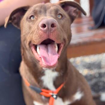 Mixed Breed and Pit Bull Terrier Dogs Available for Adoption in York, Pennsylvania - Coffee | PetCurious