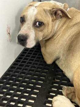 ALLISON -  Mixed Breed Dog for Adoption in Dallas, Texas - ALLISON | PetCurious