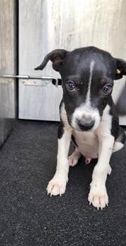 BROCK -  Terrier and Mixed Breed Dog for Adoption in San Antonio, Texas - BROCK | PetCurious